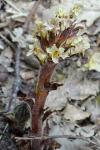 Orobanche hederae