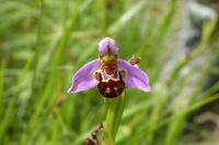 Ophrys apifera