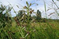 Himantoglossum hircinum