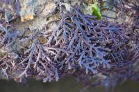 Osmundea pinnatifida