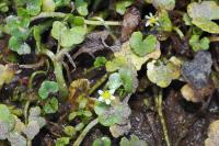 Ranunculus hederaceus