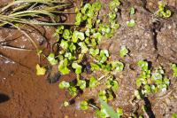 Ranunculus hederaceus