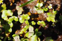 Ranunculus hederaceus