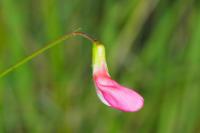 Lathyrus nissolia