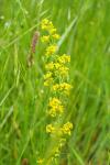 Galium verum