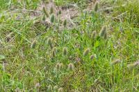 Trifolium angustifolium