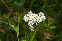 Tanacetum corymbosum