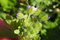 Geranium molle
