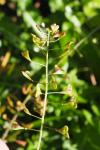 Capsella bursa-pastoris