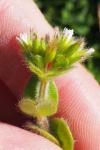 Cerastium glomeratum