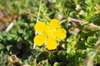 Potentilla verna