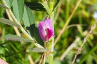 Vicia sativa