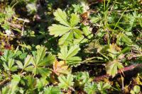 Potentilla verna