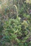 Juniperus communis