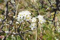 Prunus spinosa