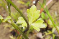 Ranunculus sardous
