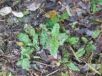 Scrophularia auriculata