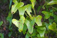 Smilax aspera