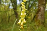 Digitalis lutea