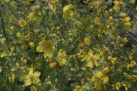 Verbascum pulverulentum