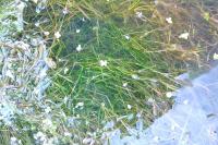 Potamogeton berchtoldii