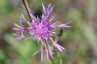 Centaurea scabiosa