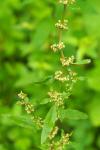 Rumex conglomeratus