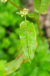 Rumex conglomeratus