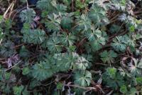 Geranium dissectum