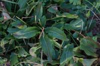 Rumex acetosa