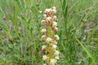 Orchis anthropophora