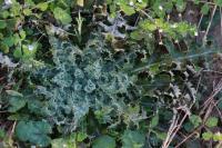 Sonchus asper