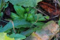 Epilobium tetragonum
