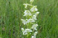 Platanthera chlorantha