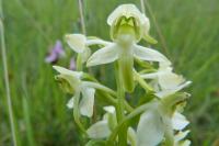 Platanthera chlorantha