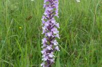 Gymnadenia conopsea
