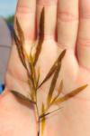 Potamogeton gramineus