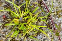 Cyperus fuscus