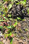 Persicaria minor