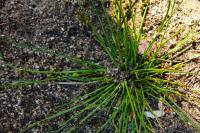 Schoenoplectiella supina