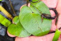 Caldesia parnassifolia