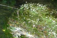 Ranunculus fluitans