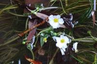 Ranunculus fluitans