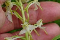 Platanthera chlorantha