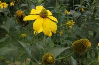 Rudbeckia laciniata