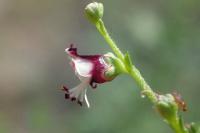 Scrophularia canina