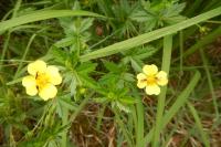 Potentilla erecta