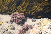 Corallina officinalis