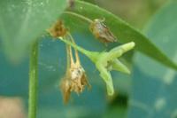 Vincetoxicum hirundinaria