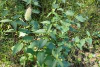 Vincetoxicum hirundinaria